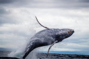 Wieloryby kupują Bitcoina